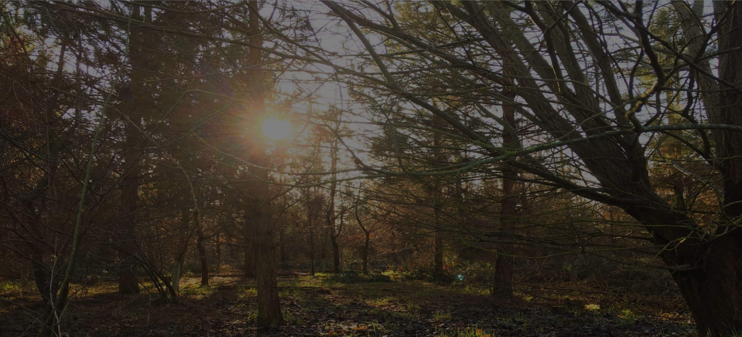 Balance Eco - Our Methodology - THE HISTORY OF CARBON OFFSETTING AND THE CONTEXT BALANCE®