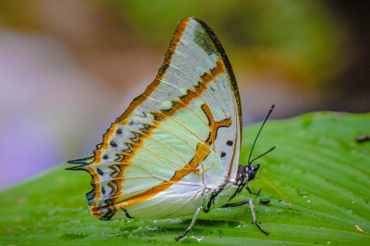 colourful british butterfly