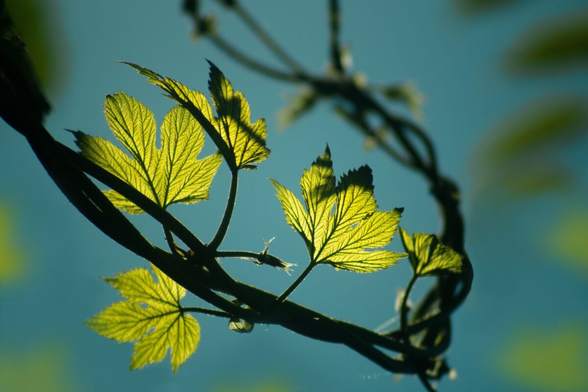 rowan leaves on a branch
